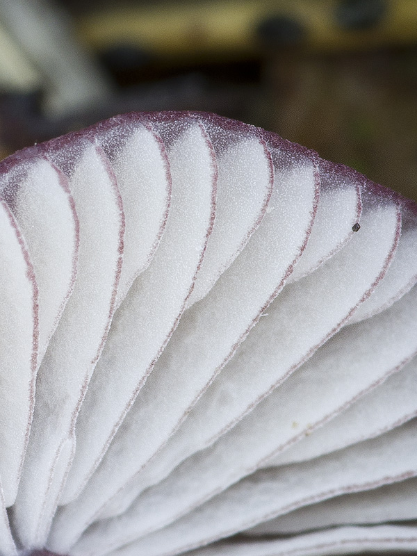 Mycena purpureofusca